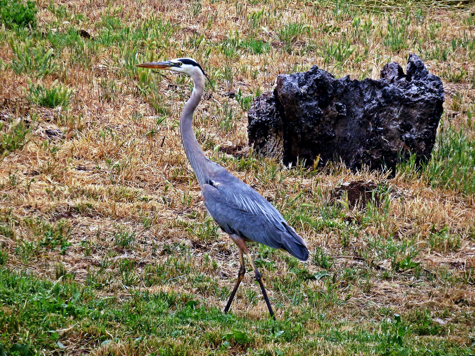 crane walking copy x2.jpg