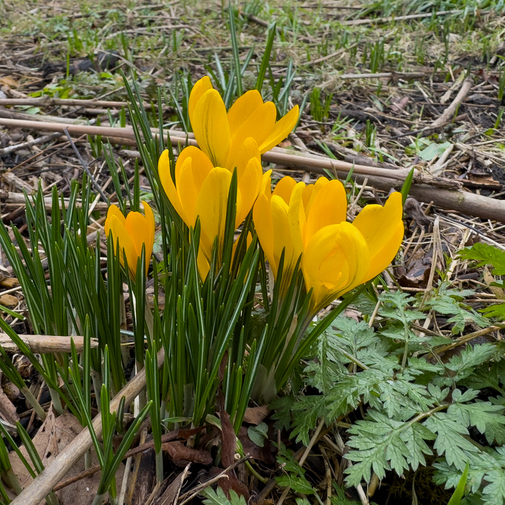 Crocus20250201-2.jpg