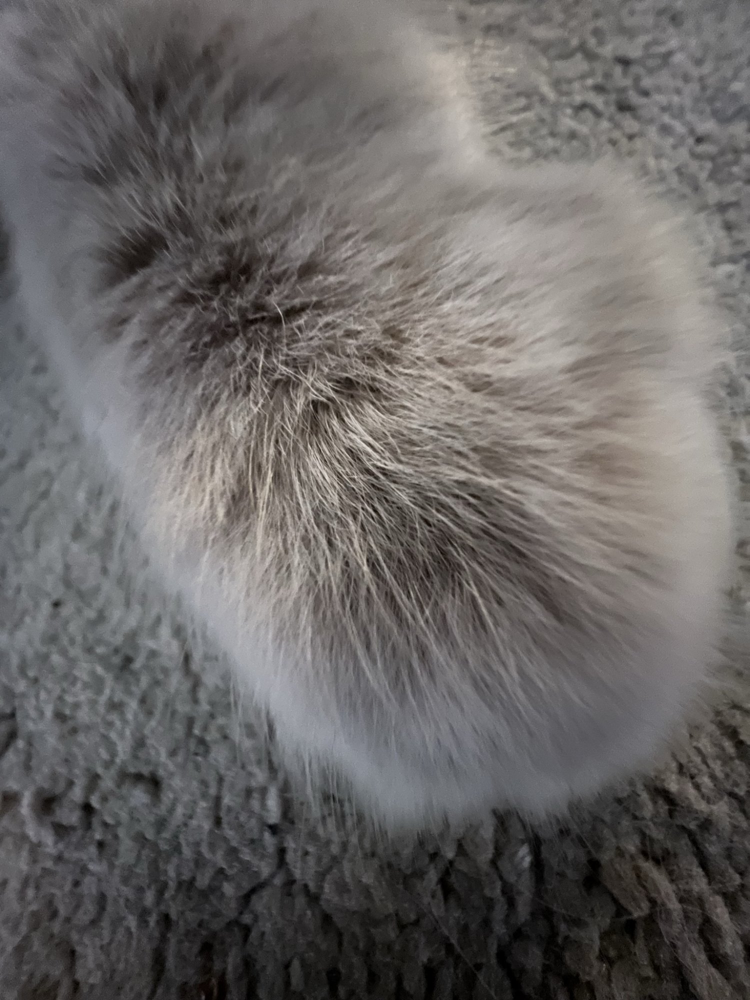 D1E23F1D-8CBC-43BB-B234-C1B4248D0E5B.jpeg