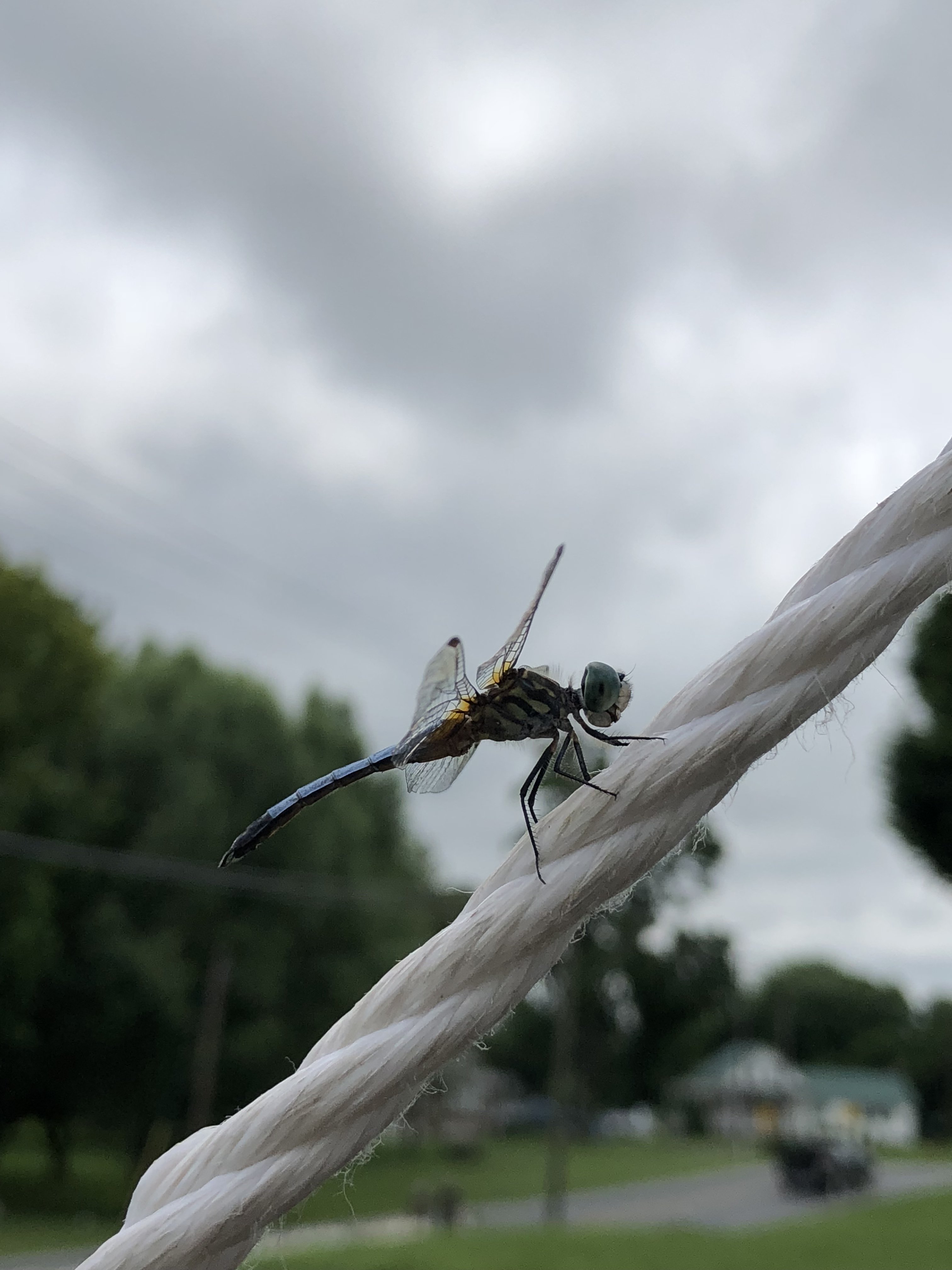 D7778718-10F3-4C58-9D89-8D92CDF91AAD.jpeg