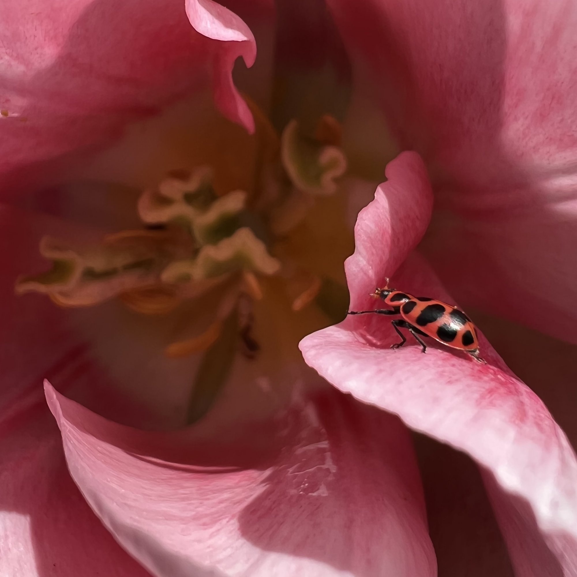 D8E2A26F-10B2-409F-840A-B6C6D8488965.jpeg