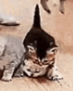 D9A87816-E05E-4E5D-8C79-BA952B55B528.jpeg