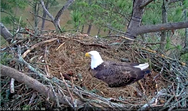 dad eagle reluctant to give it up.jpg