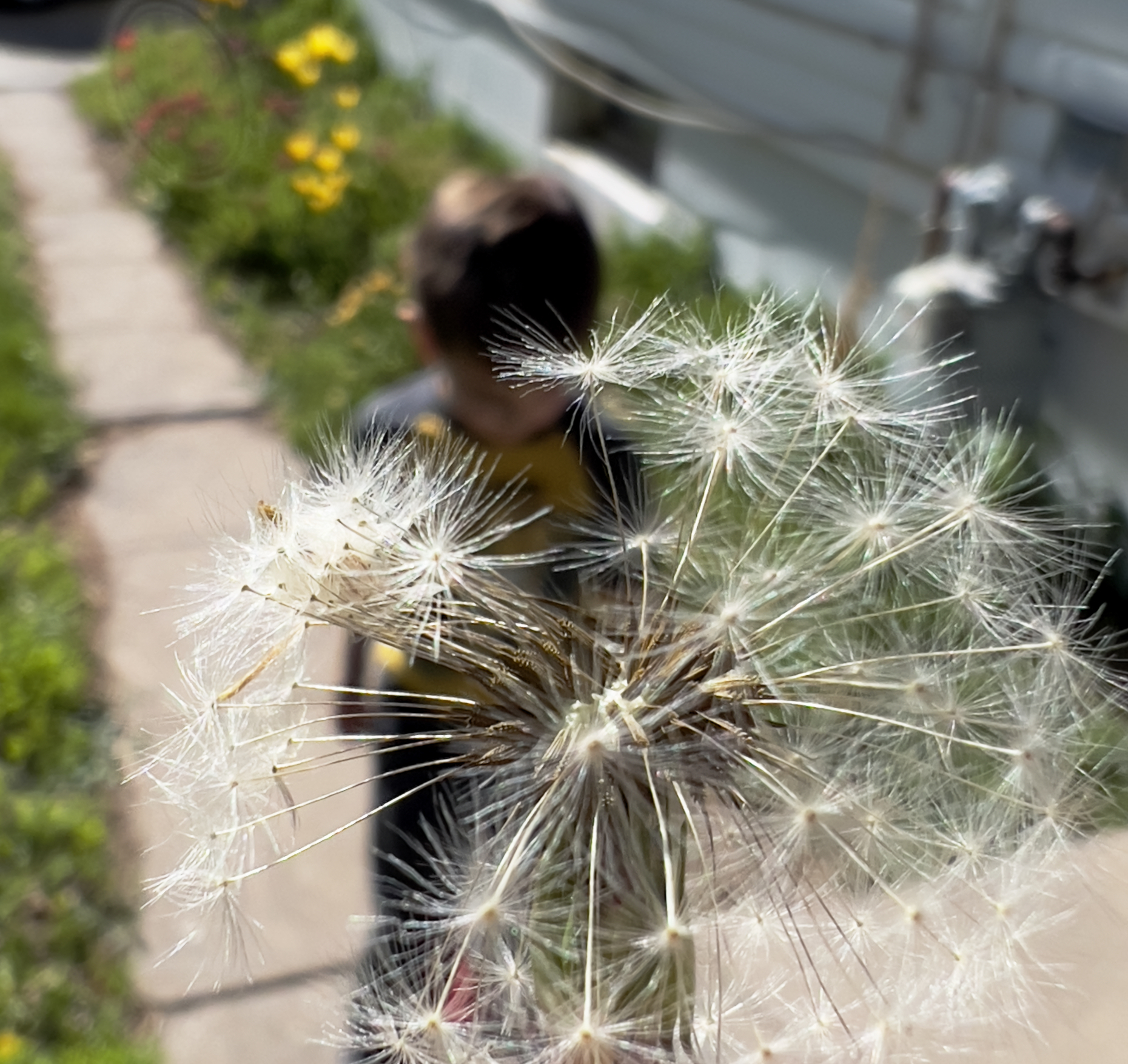 dandelion.jpg