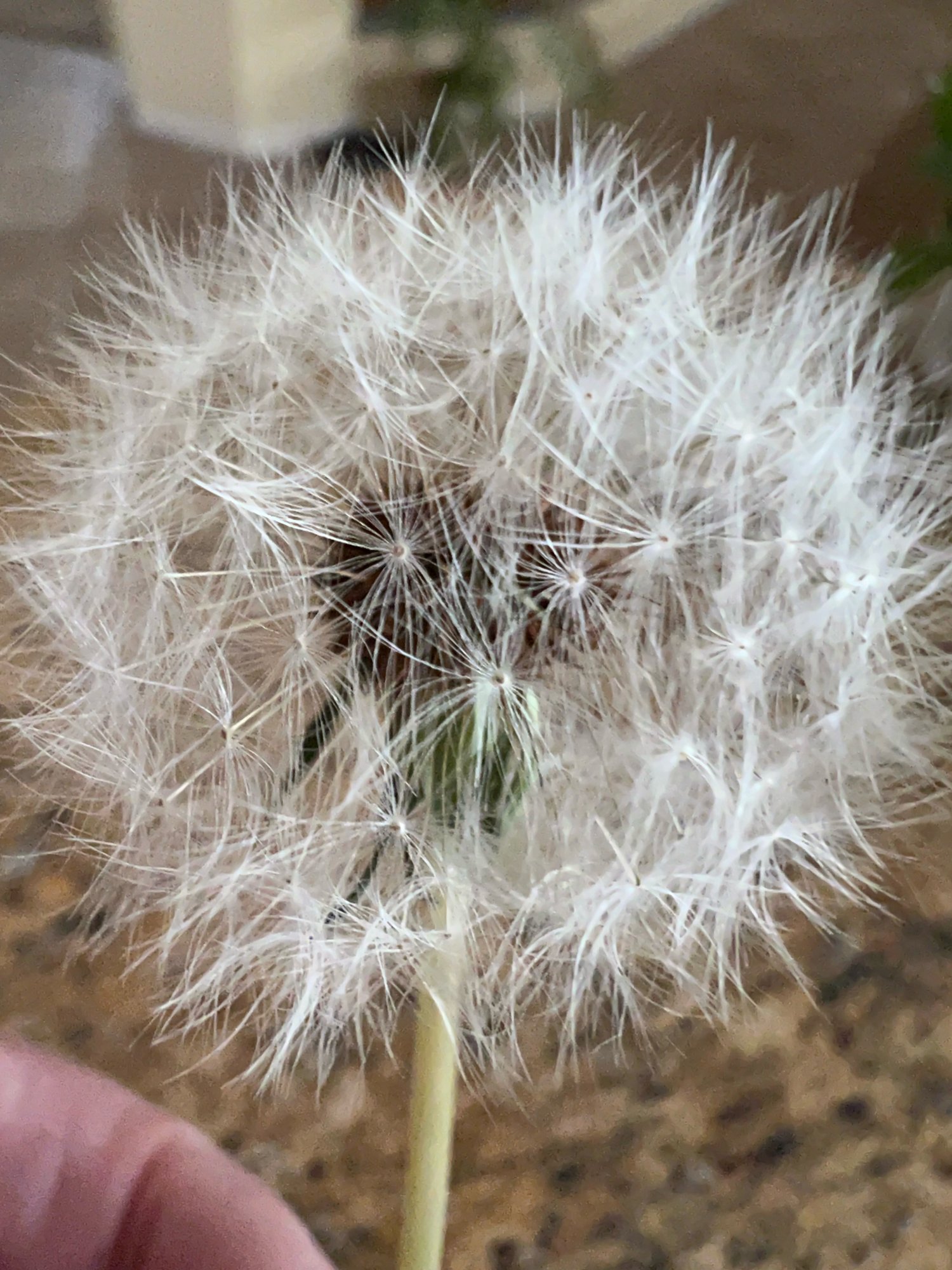 Dandelion.JPG