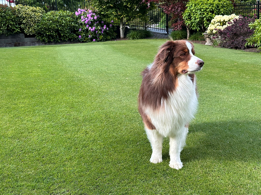 Darby_Lawn_05142025_1000p.jpg