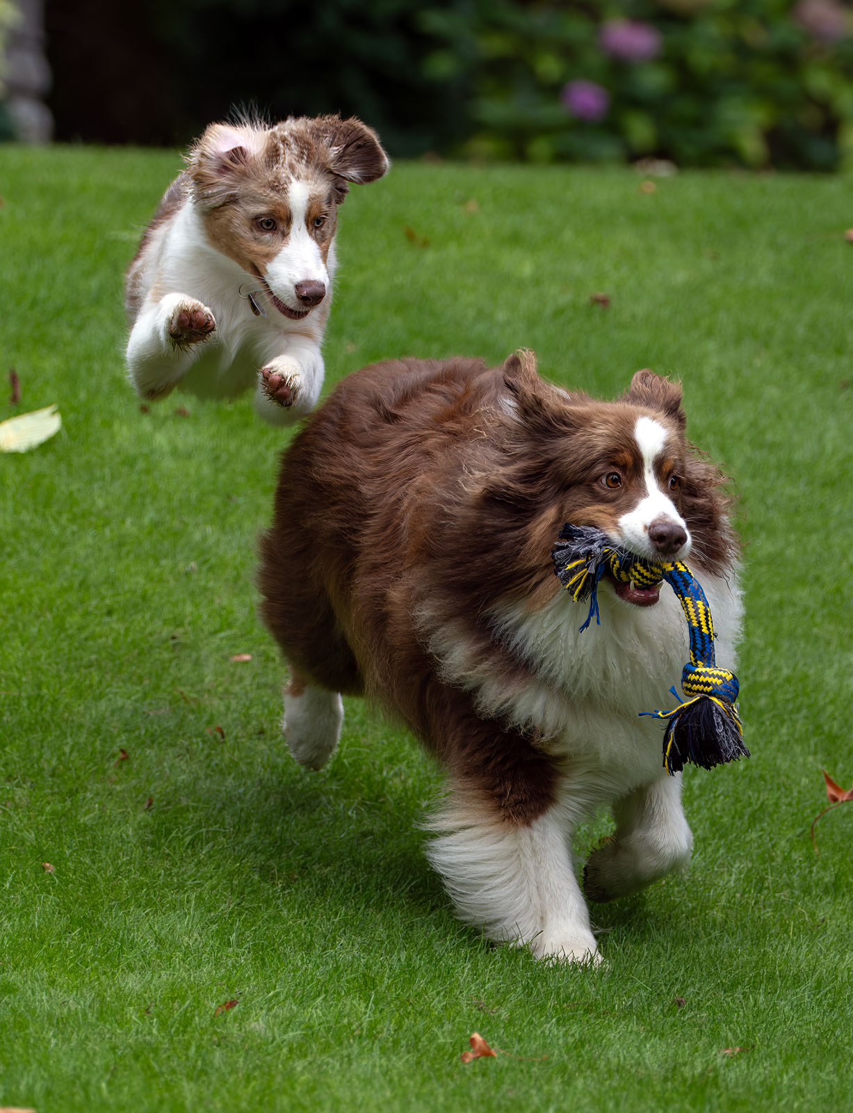 Darby_Pattern_9580_20250907s_1600p.jpg