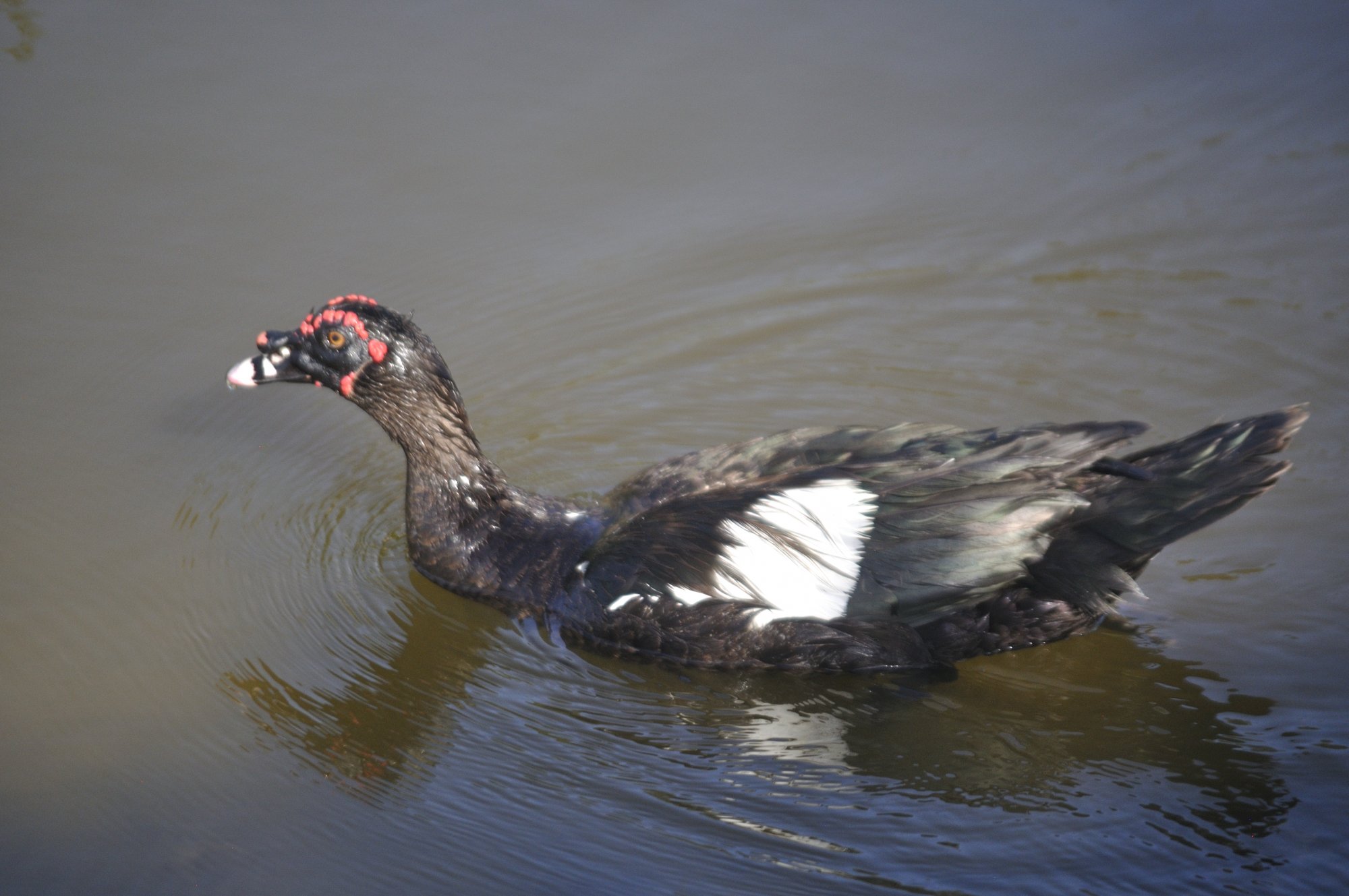 dart mual duck.JPG