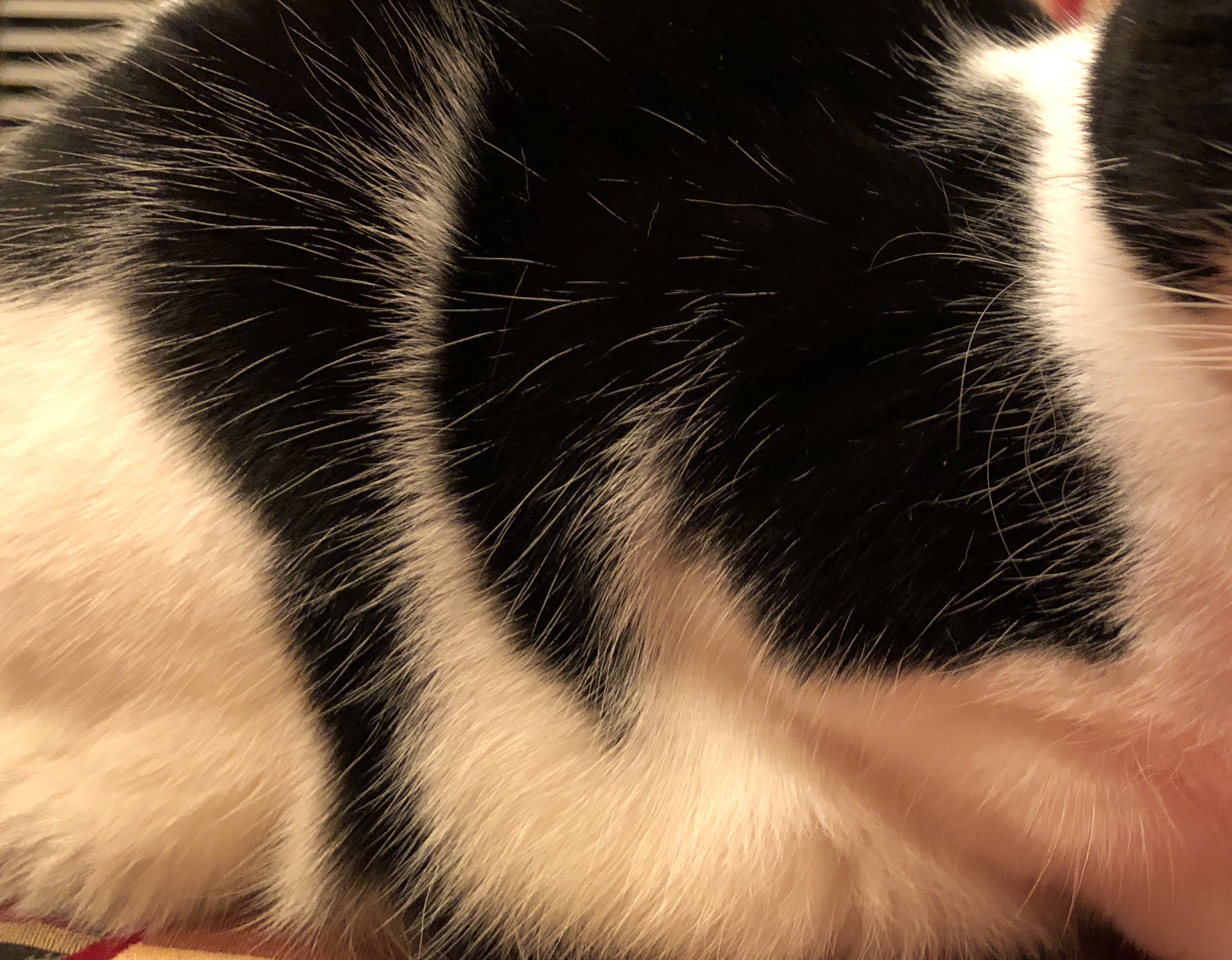 DC1F05CC-4361-49AD-A528-CAB8EBA93455.jpeg