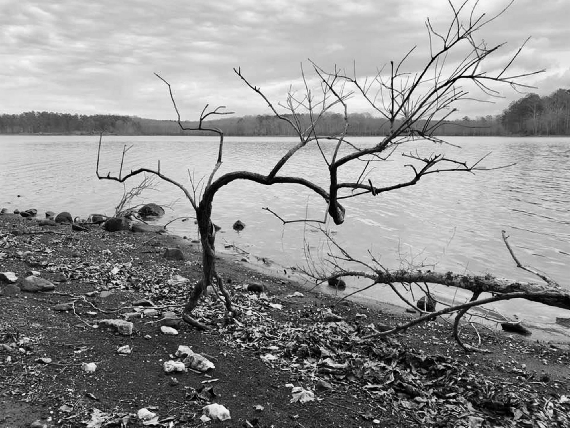 deadtree.jpg