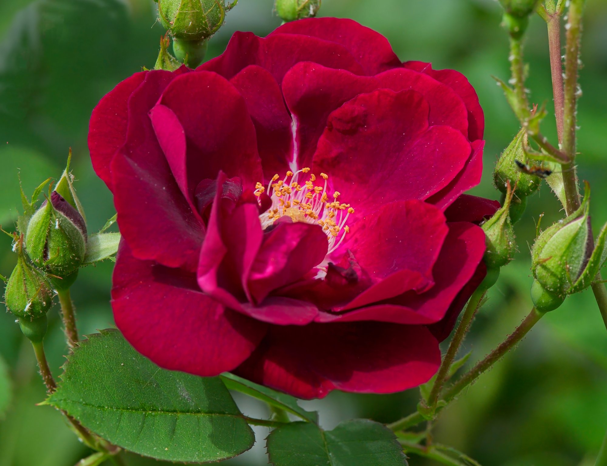 Deep Red Freshly Opening Wild Rose.jpeg