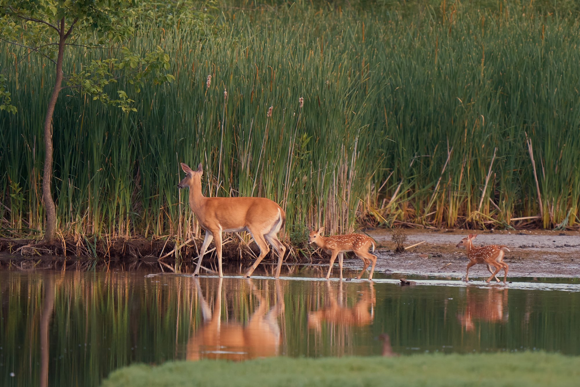 deer-0130-24-06-16.jpg