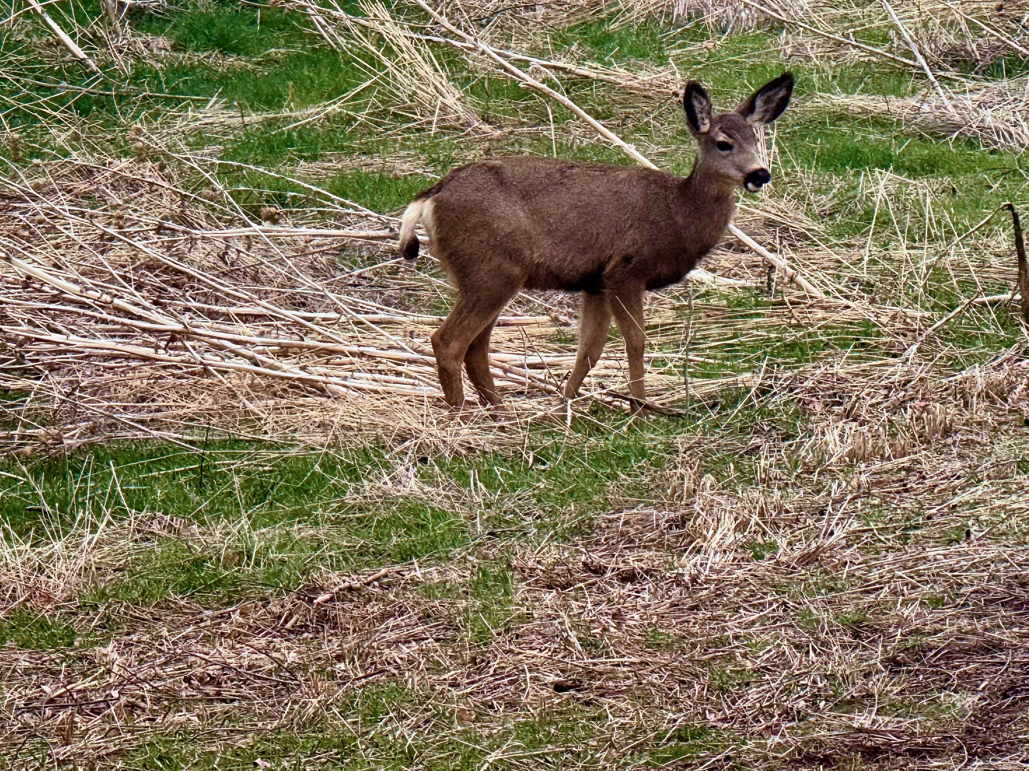 deer - 1.jpeg