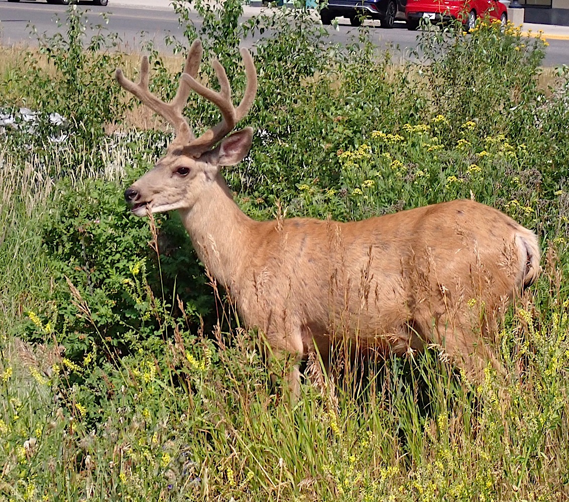 Deer_404.jpg