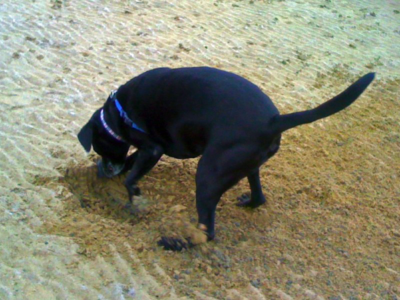 Digging.JPG