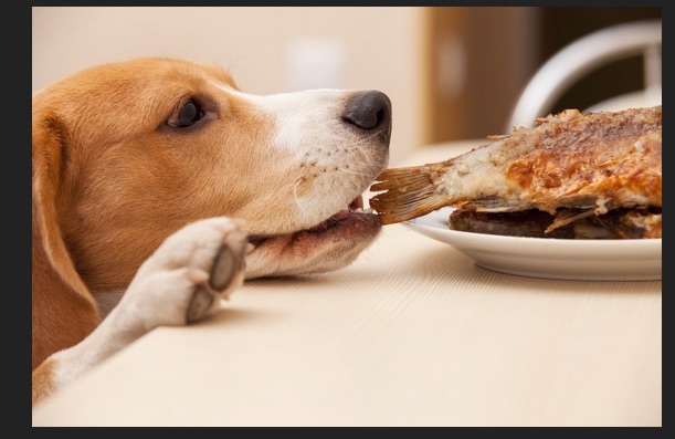 dinner is served.jpg