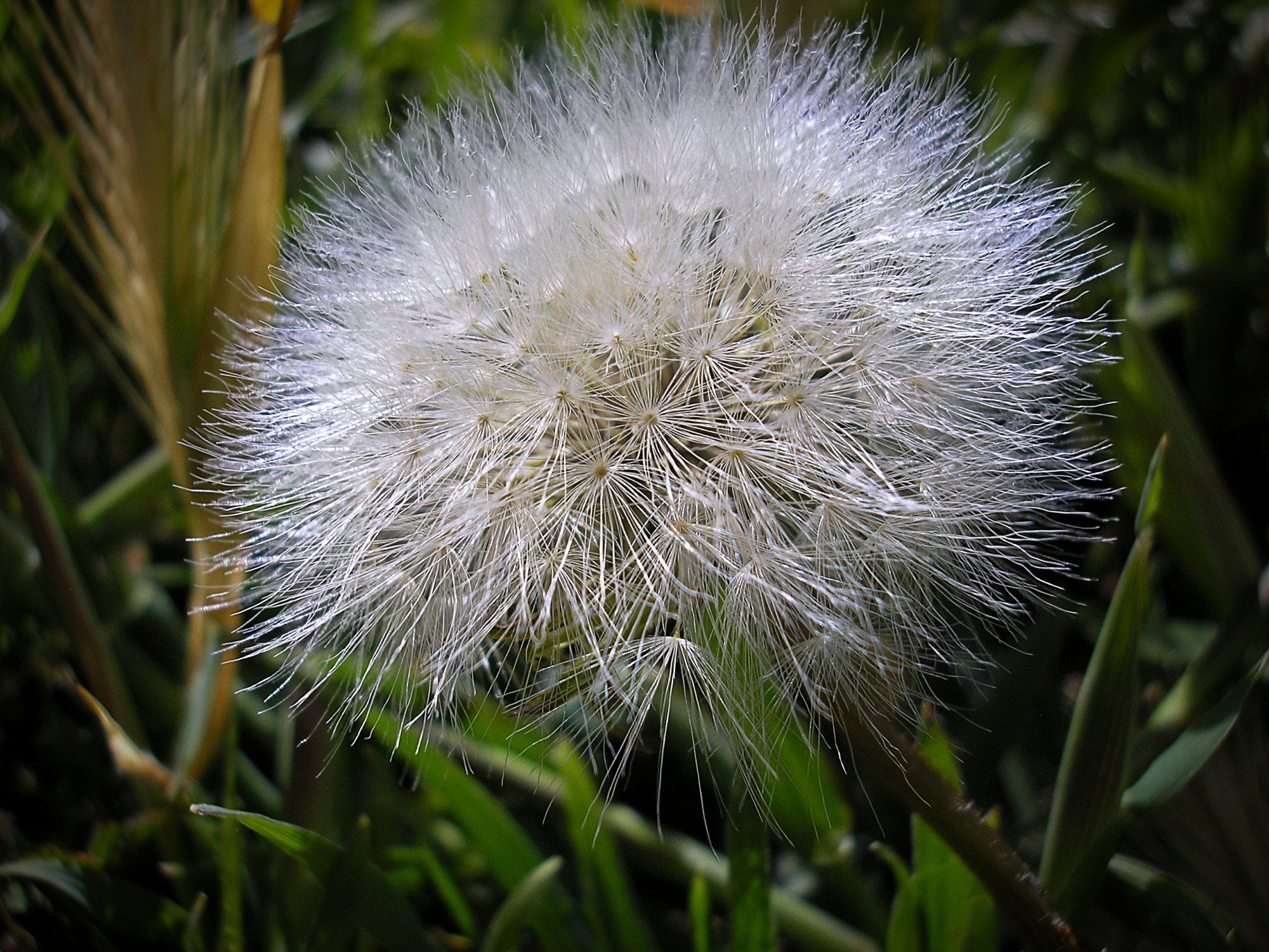 DLion puff xv.jpg