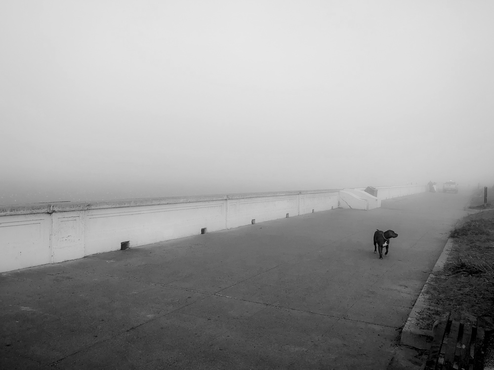 Dog at Ocean Beach.jpg