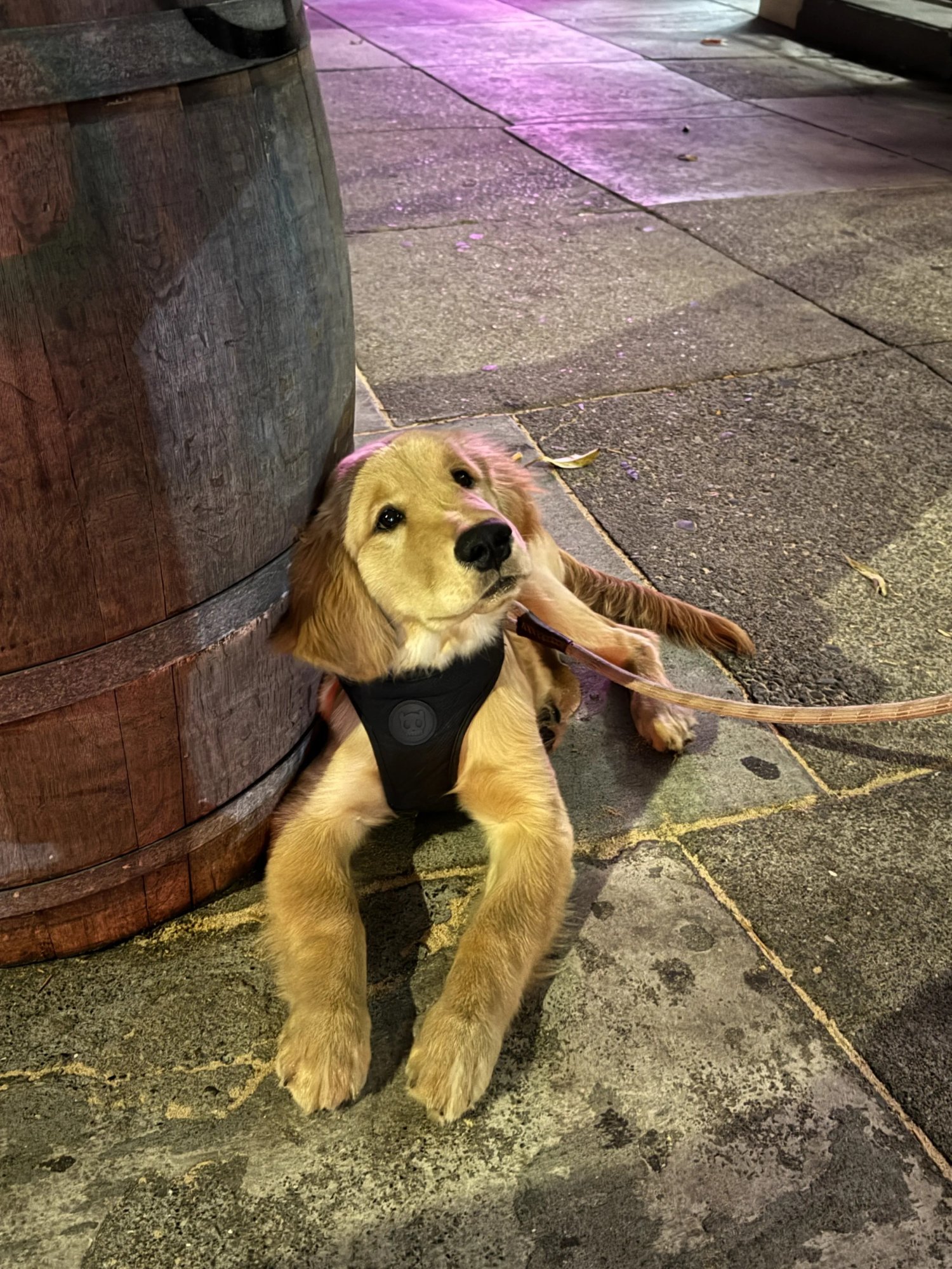 dog.jpg