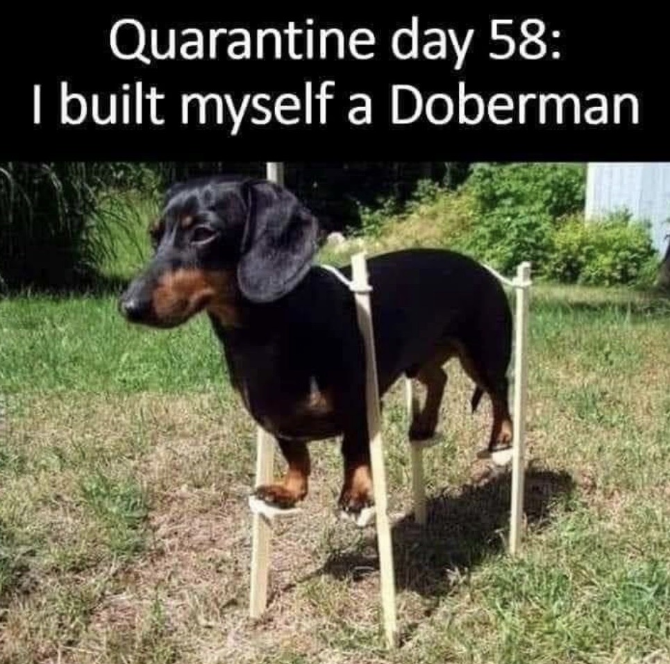 dog.jpg