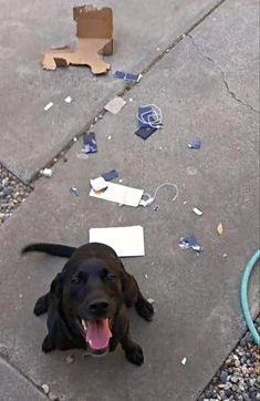 doggy.png