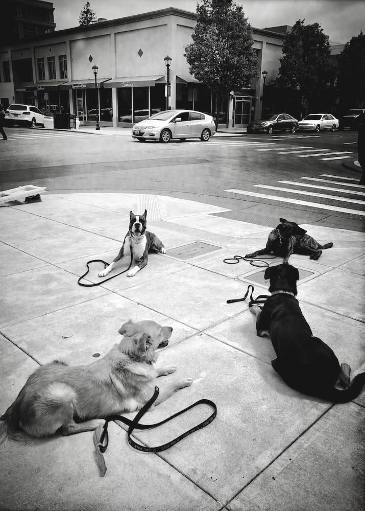 Dogs.jpg