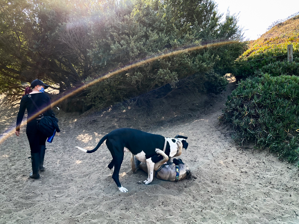 Dogs playing with lens flare.jpg