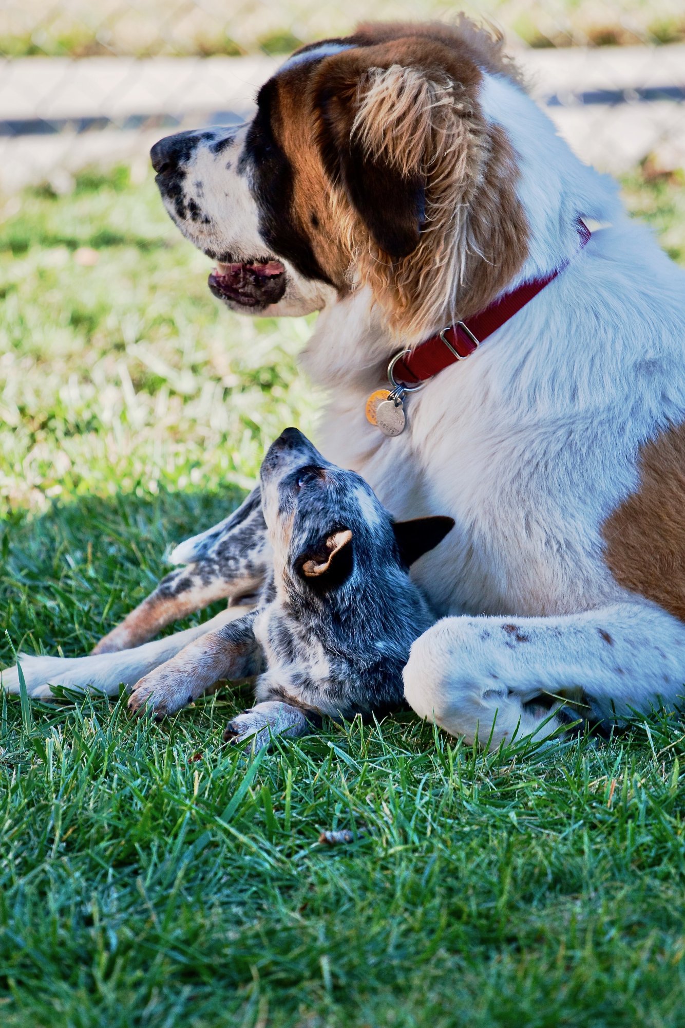 dogz - 1.jpeg