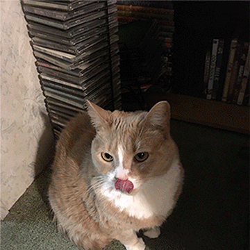 Domo-Ori-GATO-Auto-Roto-2.gif