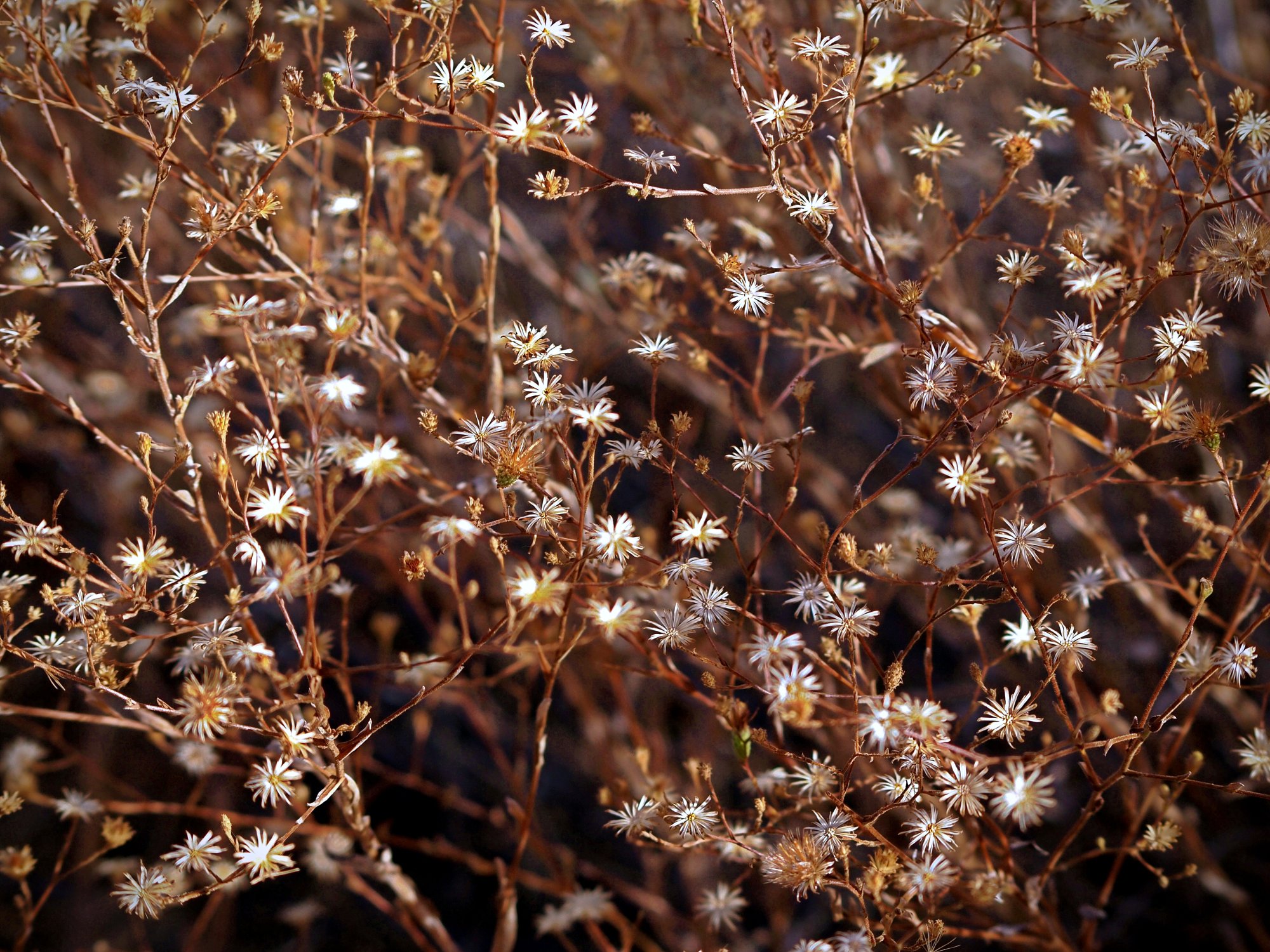 dry flowers px 3.jpg
