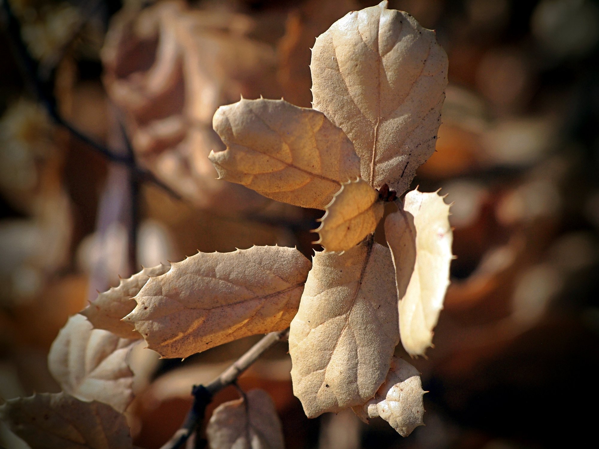 dry live oak leaves 798 pxx3.jpg