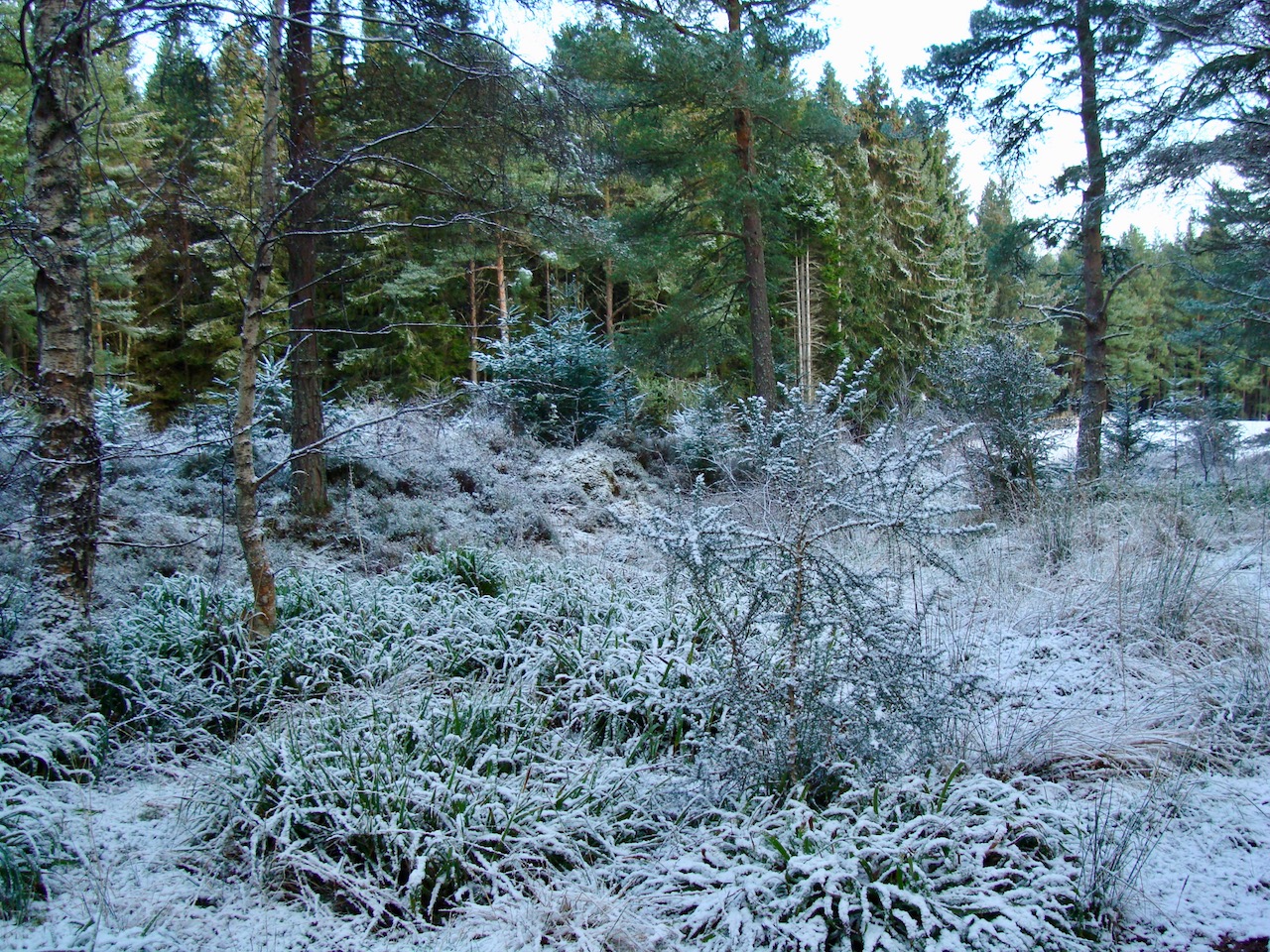 DSC02279.jpg