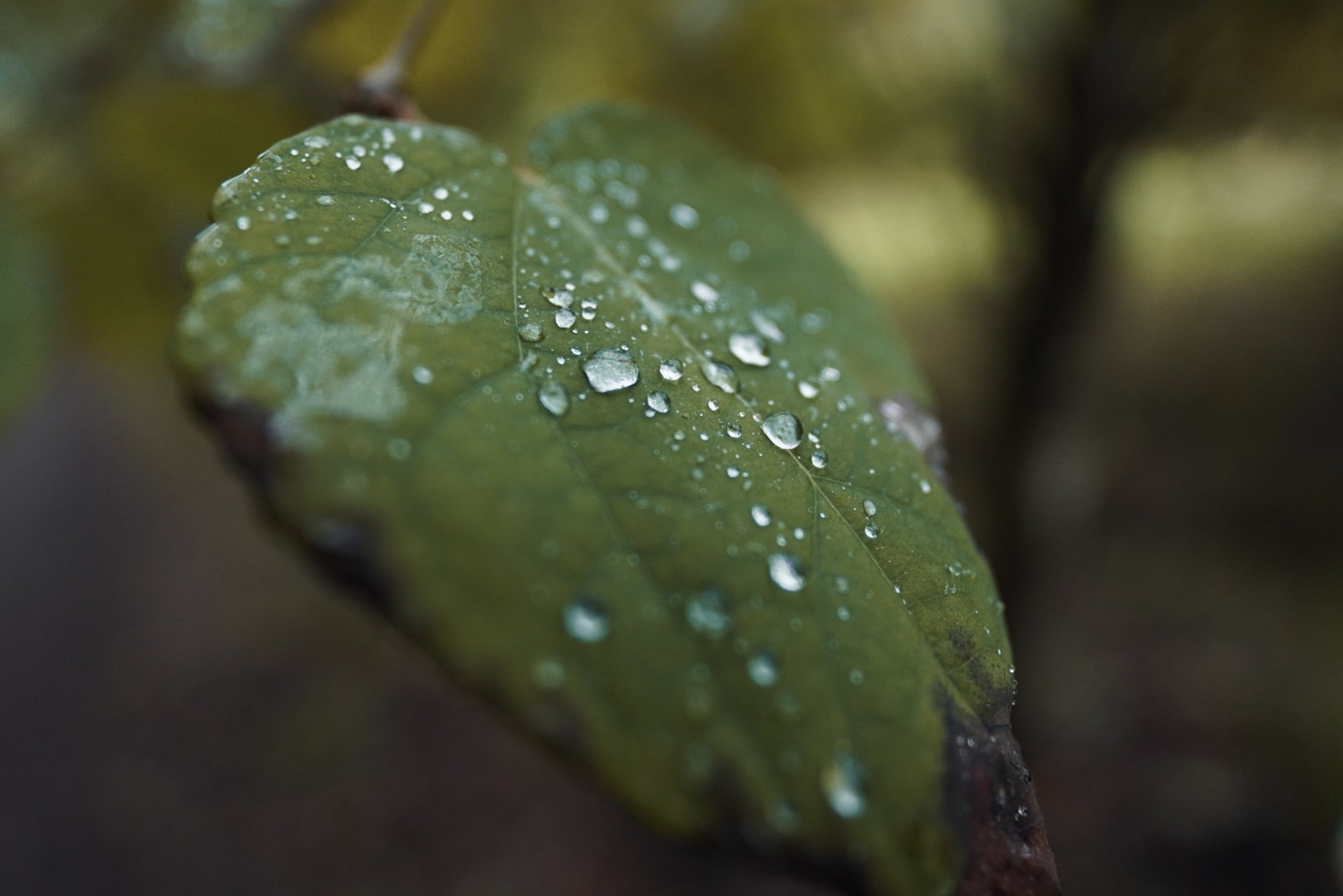 DSC09892 2.JPG