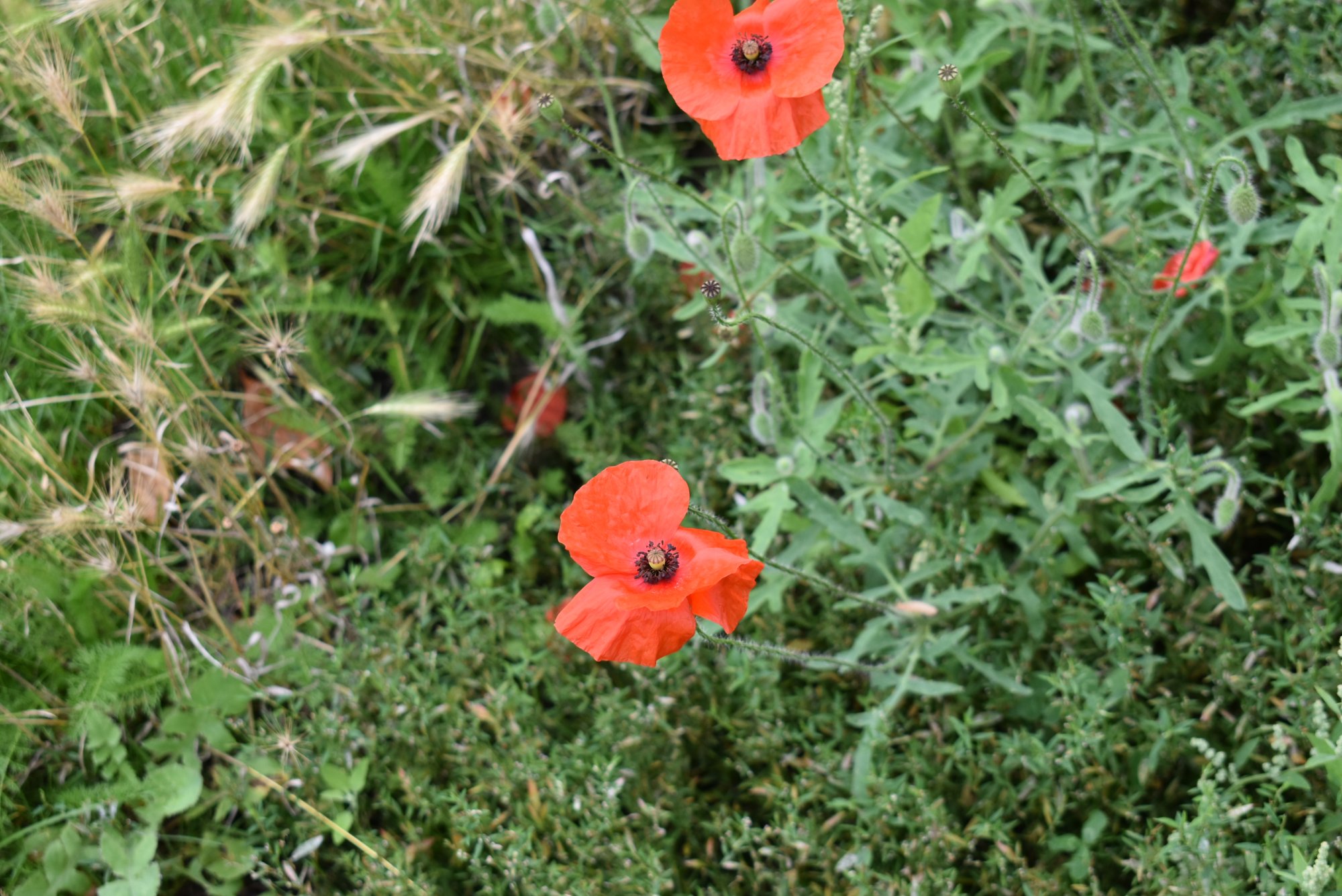 DSC_0007.jpeg