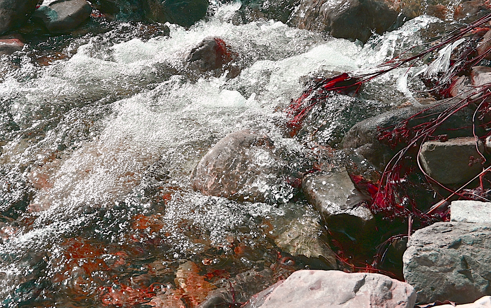 DSC_0014C.jpg