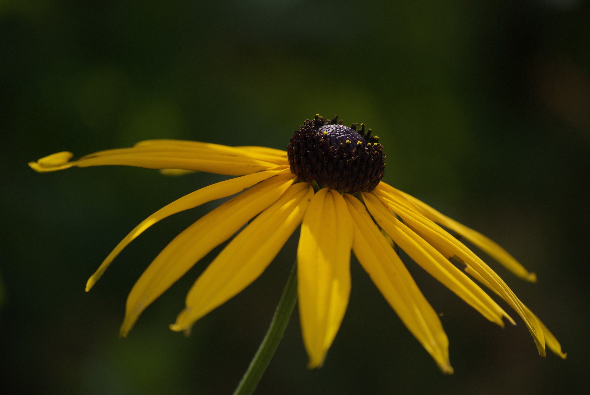 DSC_0065.jpg