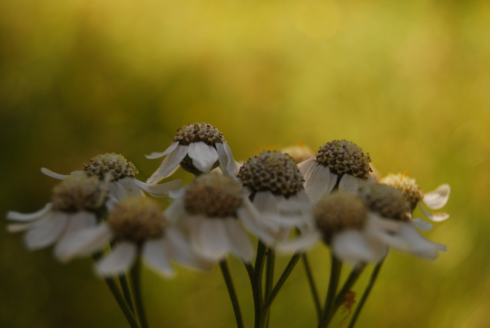 DSC_0079.jpeg