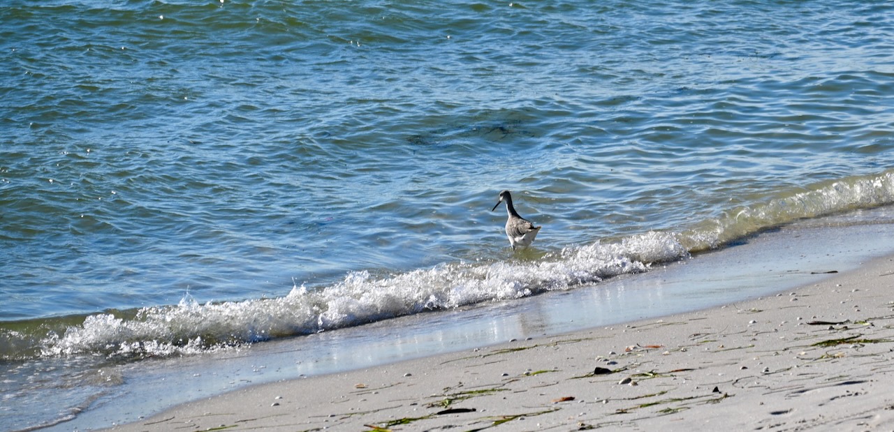DSC_0137.jpeg