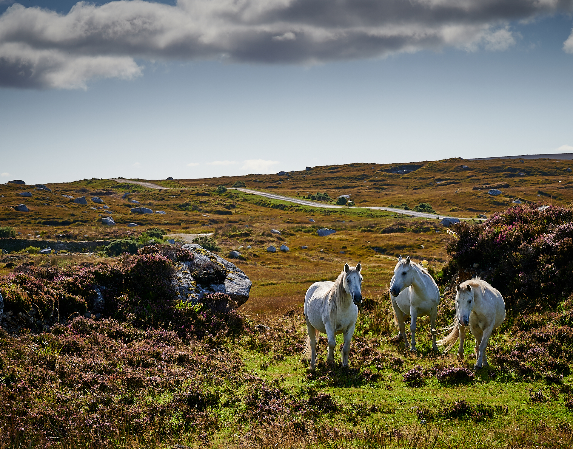 DSC_0159.jpg