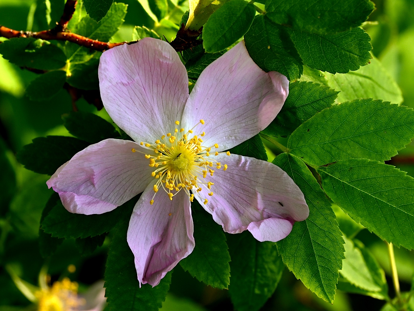 DSC_0226A.jpg