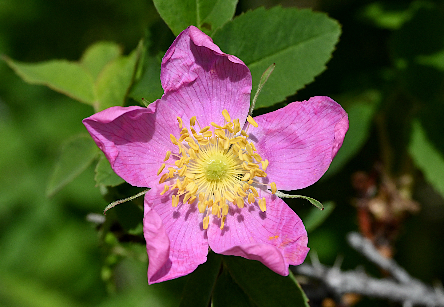 DSC_0233.jpg