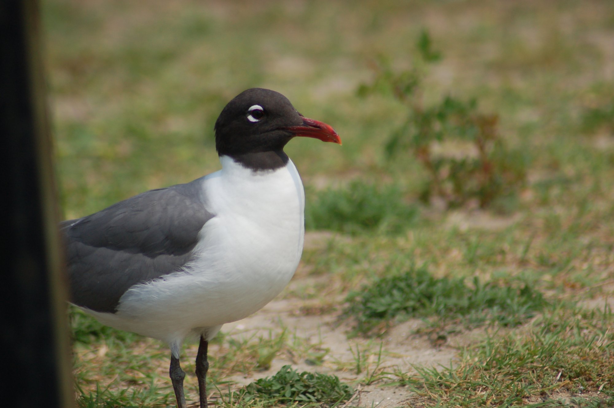 DSC_0286.JPG