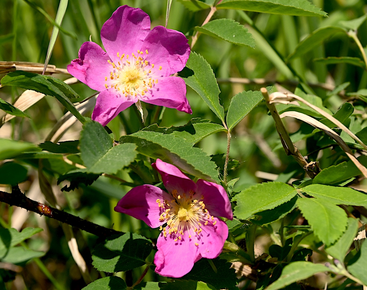 DSC_0287.jpg