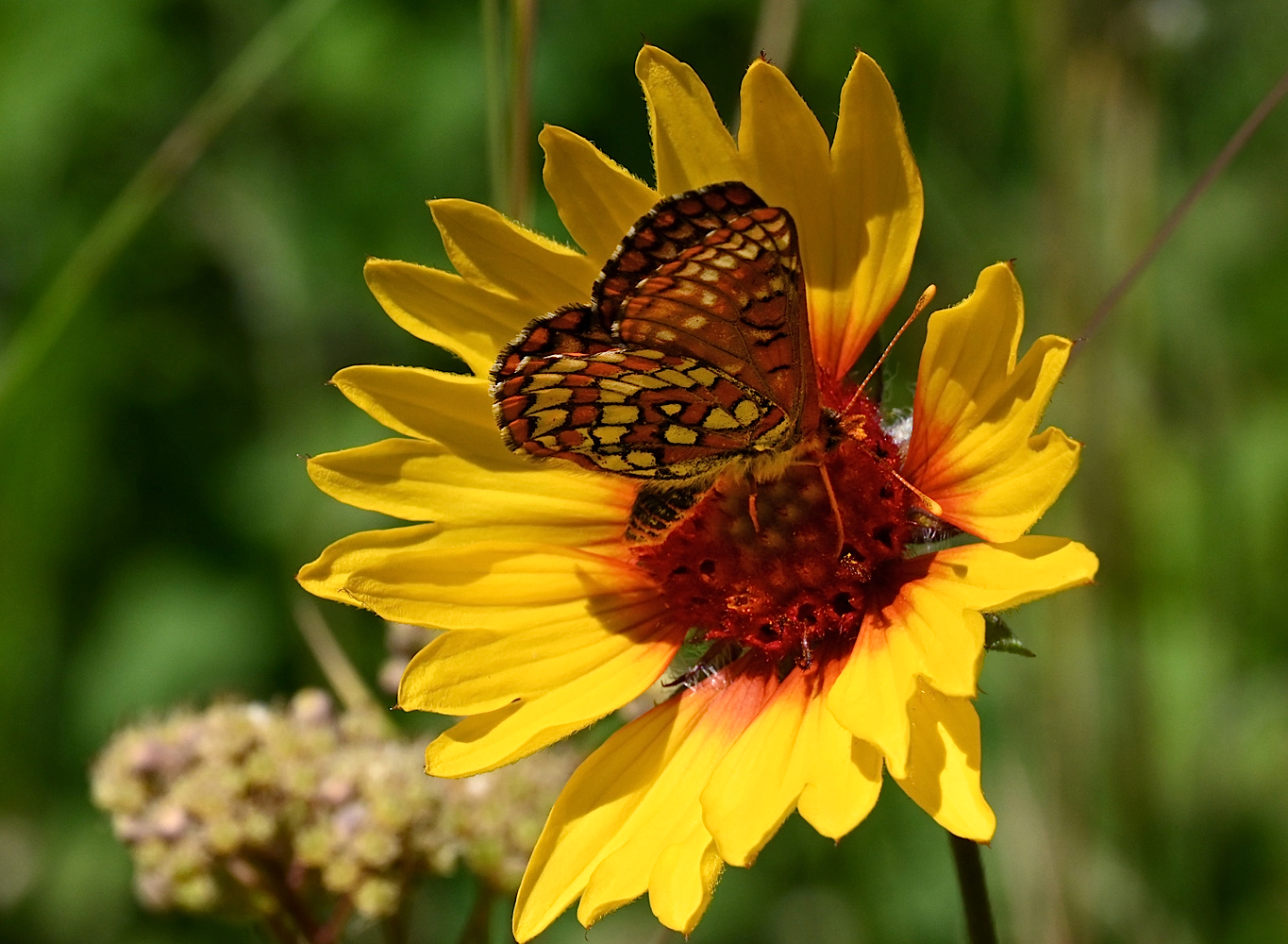 DSC_0450a.jpg