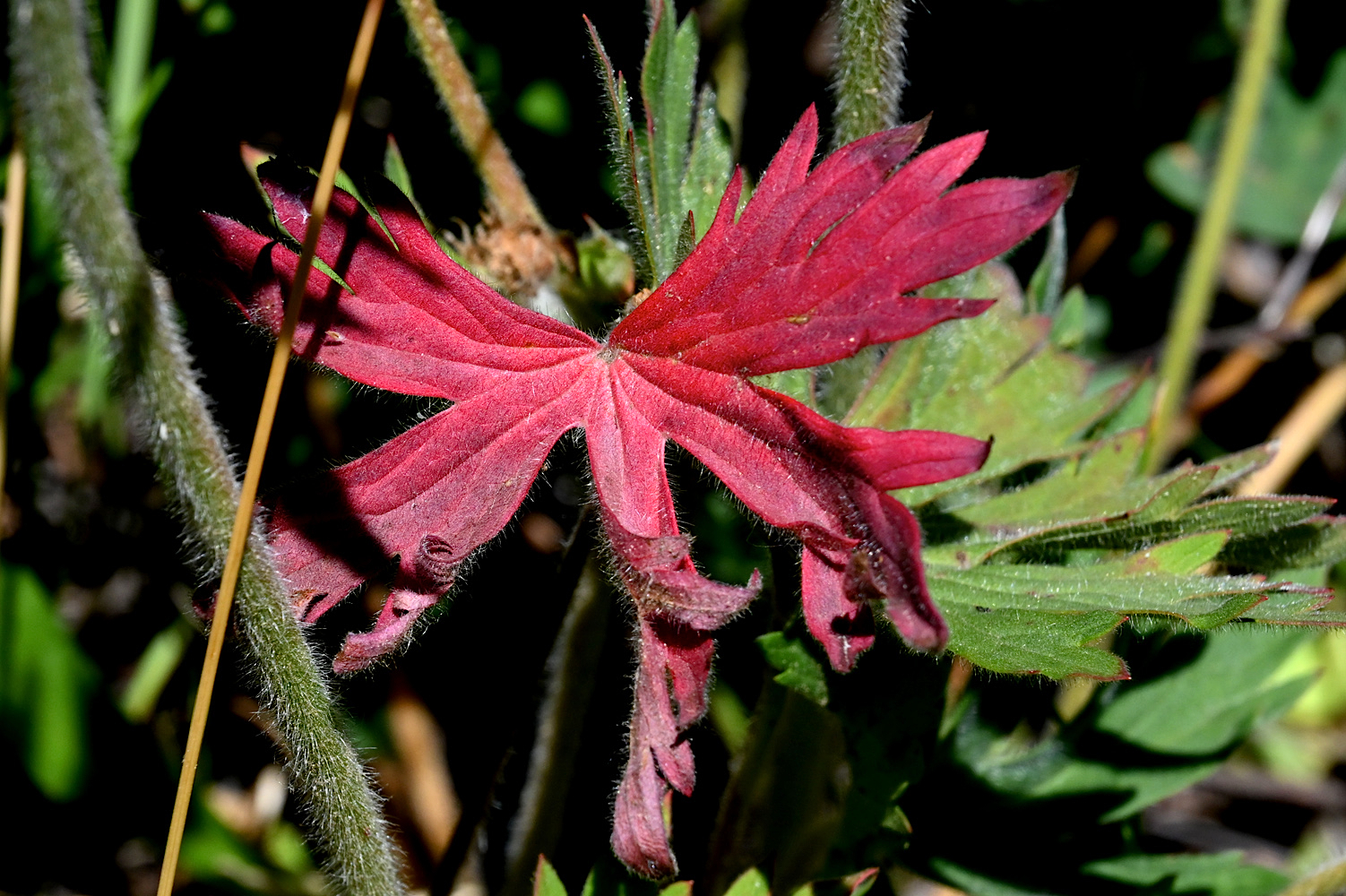 DSC_0454a.jpg