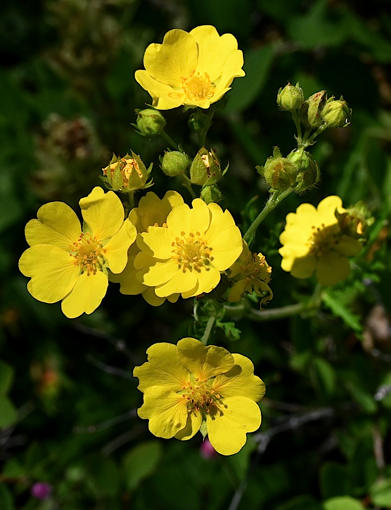 DSC_0459a.jpg
