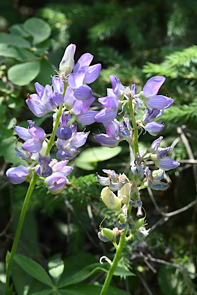 DSC_0486.jpg