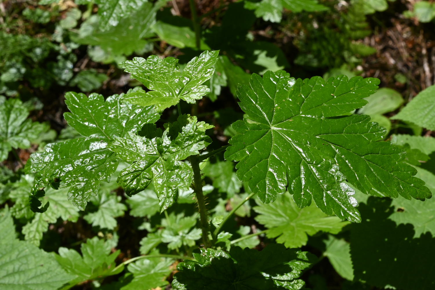 DSC_0498.jpg