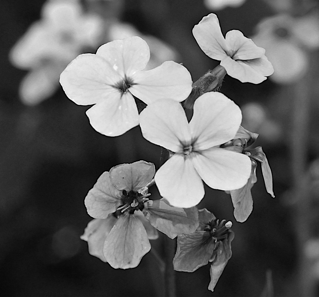 DSC_0535.jpg