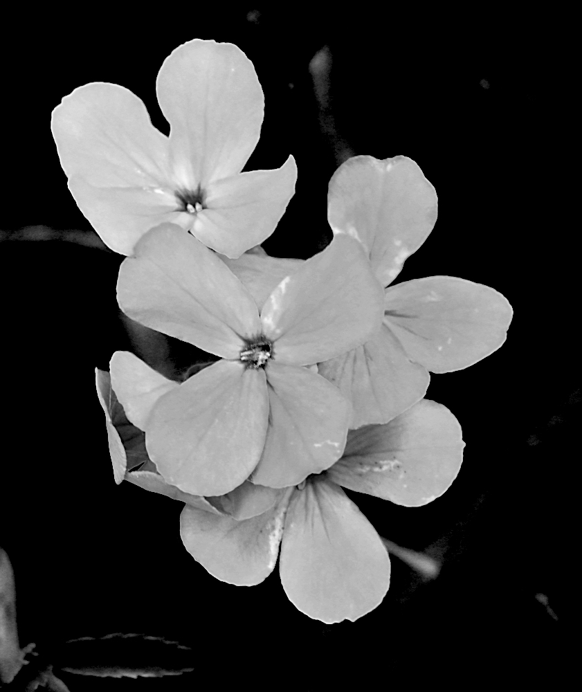 DSC_0536.jpg
